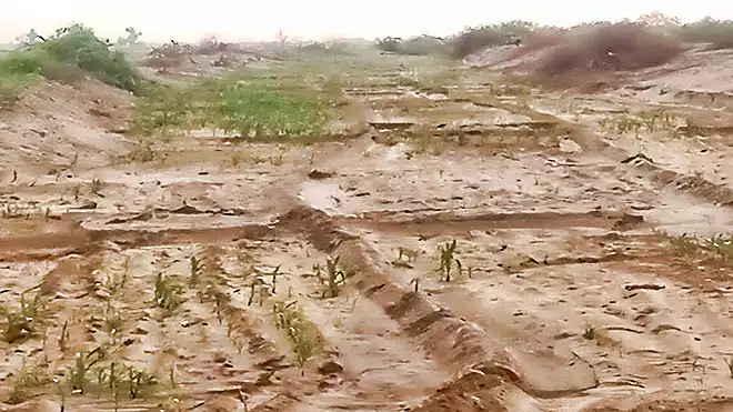ارشيفية